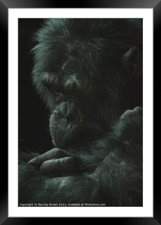 The Chimp Framed Mounted Print by Barclay Brown