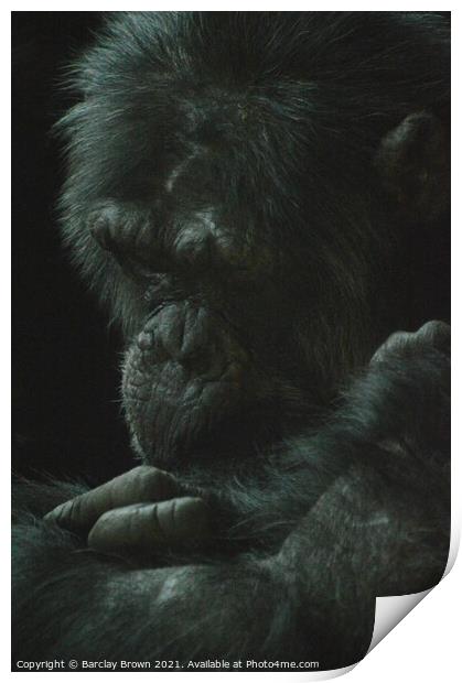 The Chimp Print by Barclay Brown