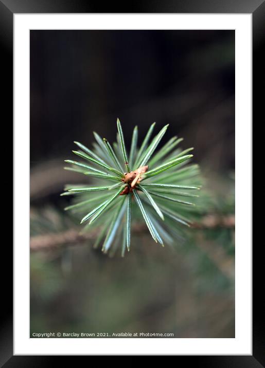 An abstract view of a Pine tree branch Framed Mounted Print by Barclay Brown