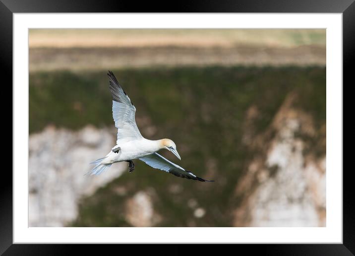 Northern gannet slows into the wind Framed Mounted Print by Jason Wells