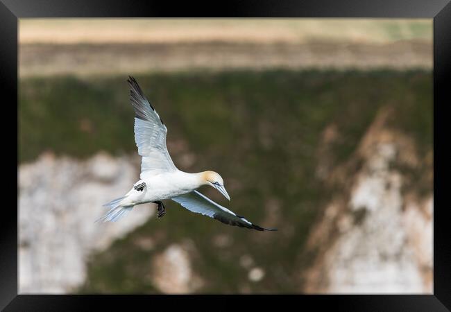Northern gannet slows into the wind Framed Print by Jason Wells