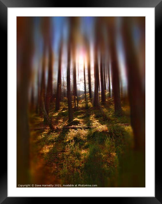 Forest Light 9 Framed Mounted Print by Dave Harnetty
