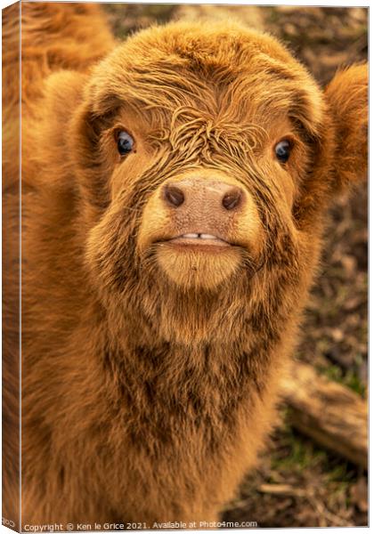 Highland Cow Calf Canvas Print by Ken le Grice