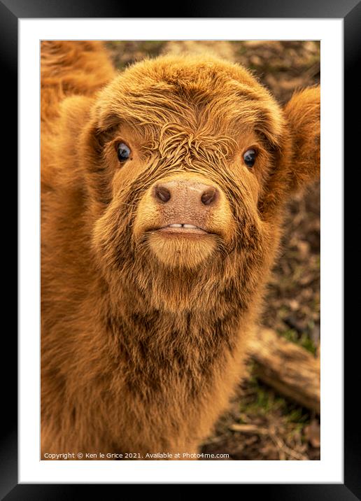 Highland Cow Calf Framed Mounted Print by Ken le Grice