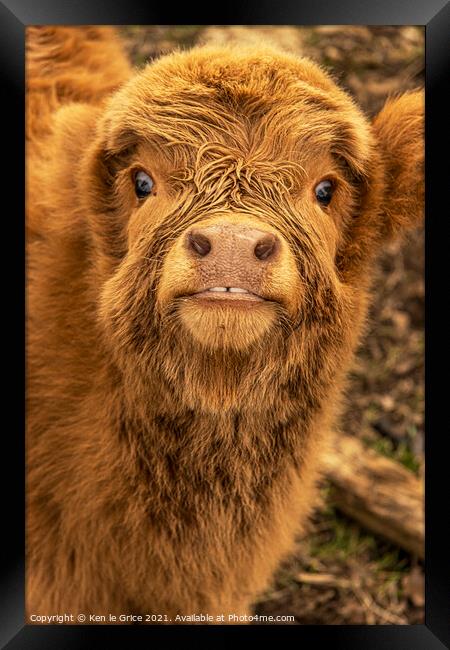 Highland Cow Calf Framed Print by Ken le Grice