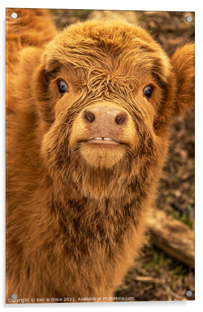 Highland Cow Calf Acrylic by Ken le Grice