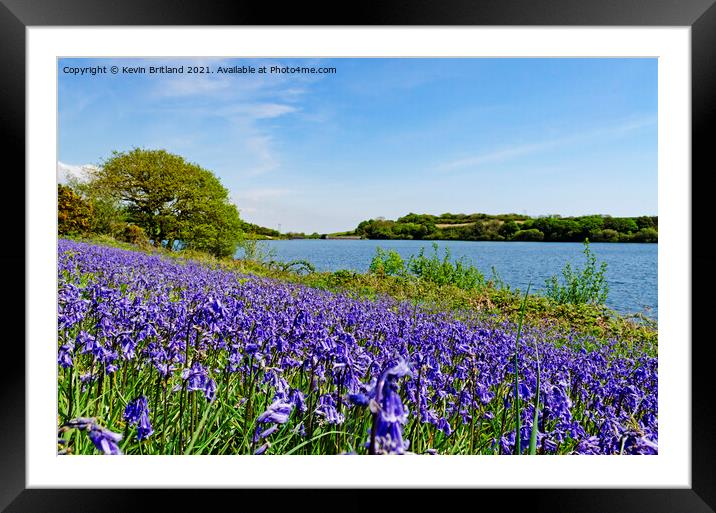 bluebells in cornwall Framed Mounted Print by Kevin Britland