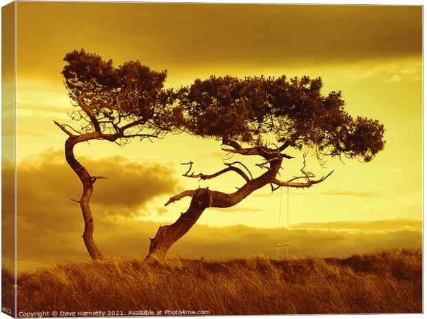 Tree Dance Canvas Print by Dave Harnetty