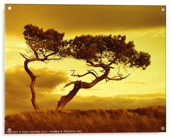 Tree Dance Acrylic by Dave Harnetty