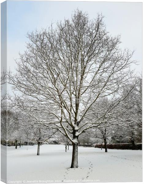 Snow Covered Tree Canvas Print by Jeanette Broughton