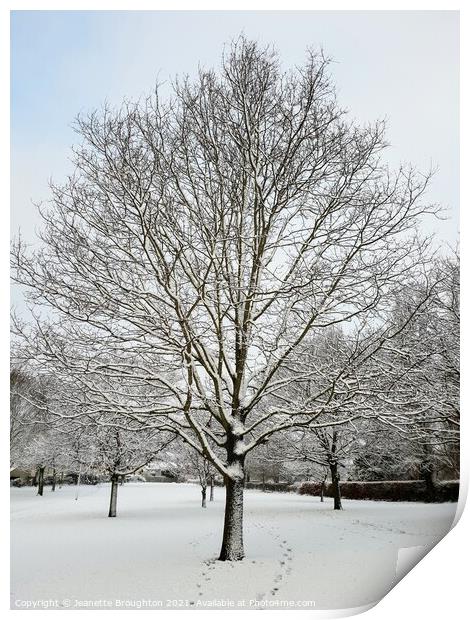 Snow Covered Tree Print by Jeanette Broughton