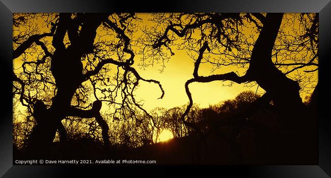 Suntree Silhouettes Framed Print by Dave Harnetty