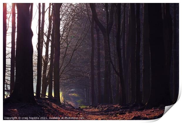 Shady woodland path Print by craig hopkins