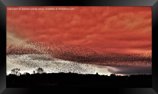  Starling Murmuration Framed Print by andrew gaines