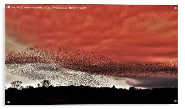  Starling Murmuration Acrylic by andrew gaines