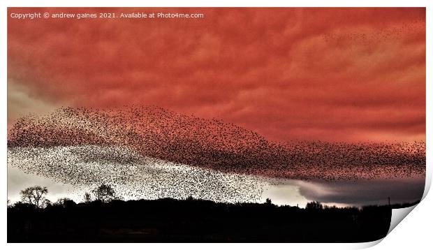  Starling Murmuration Print by andrew gaines