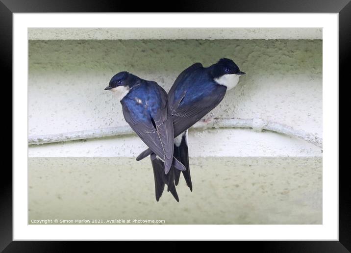 House Martin Framed Mounted Print by Simon Marlow