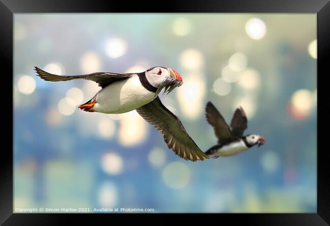 Colourful Atlantic Puffin in Flight Framed Print by Simon Marlow