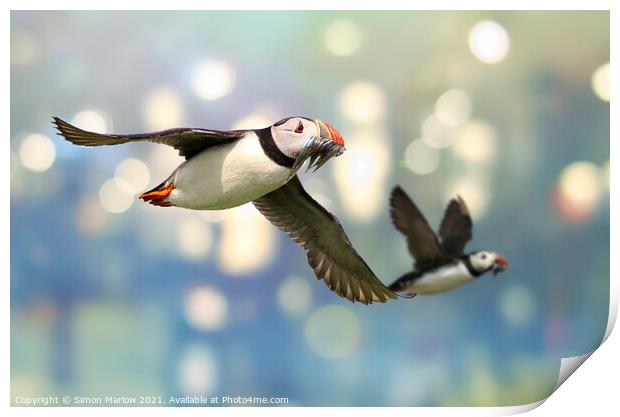 Colourful Atlantic Puffin in Flight Print by Simon Marlow