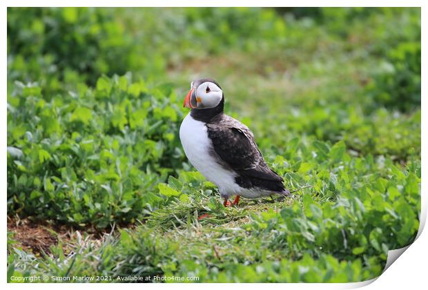 Puffin Print by Simon Marlow
