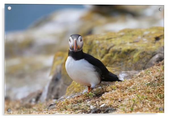 Puffin Acrylic by Simon Marlow