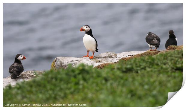Majestic Atlantic Puffins Print by Simon Marlow