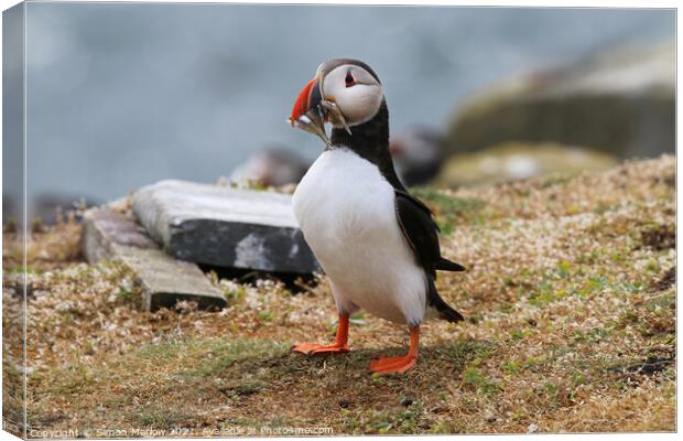 Atlantic Puffin on the cliff edge in Northumberland Canvas Print by Simon Marlow