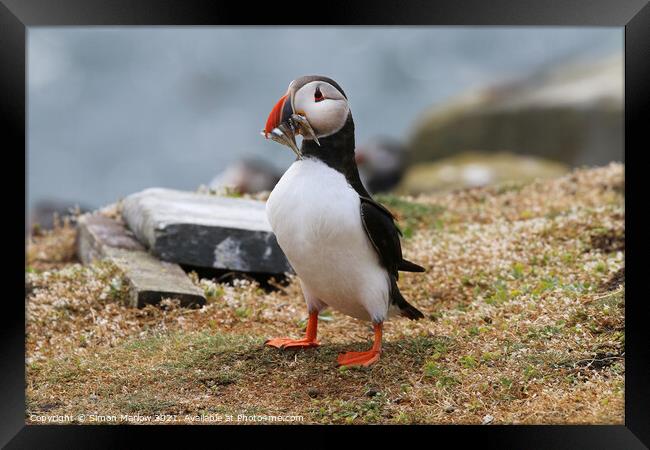 Atlantic Puffin on the cliff edge in Northumberland Framed Print by Simon Marlow
