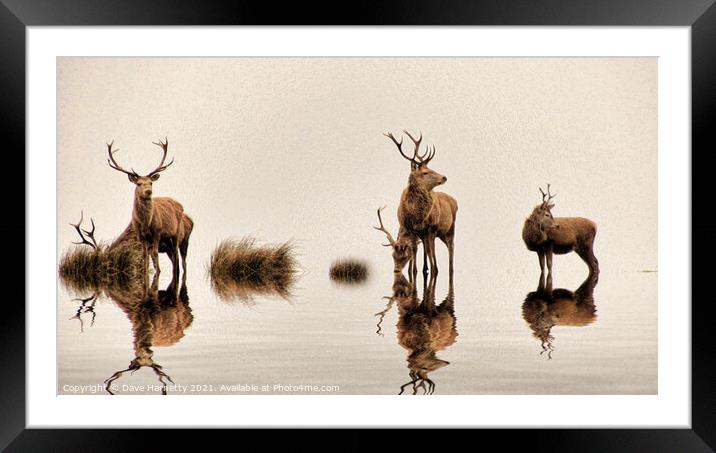 Deer on the Water Framed Mounted Print by Dave Harnetty
