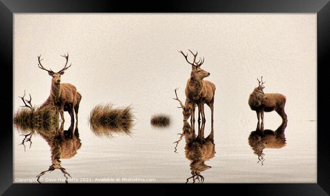 Deer on the Water Framed Print by Dave Harnetty