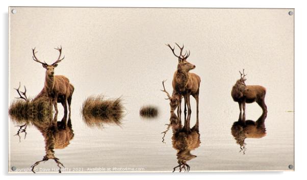Deer on the Water Acrylic by Dave Harnetty