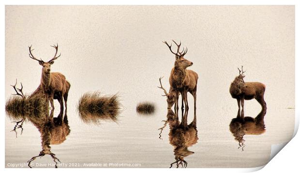 Deer on the Water Print by Dave Harnetty