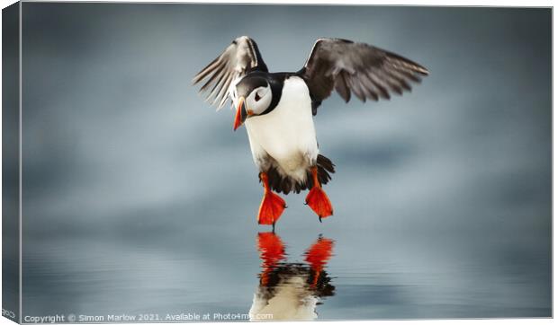 Atlantic Puffin Canvas Print by Simon Marlow