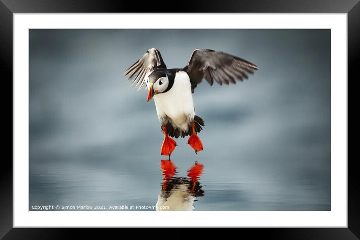Atlantic Puffin Framed Mounted Print by Simon Marlow