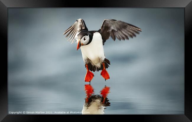Atlantic Puffin Framed Print by Simon Marlow