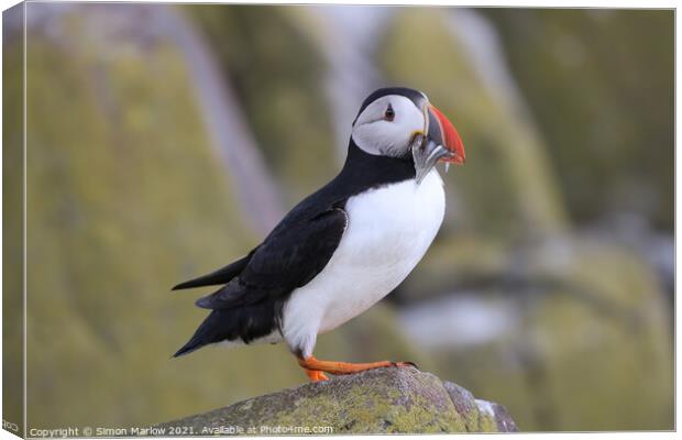 Majestic Atlantic Puffin Canvas Print by Simon Marlow