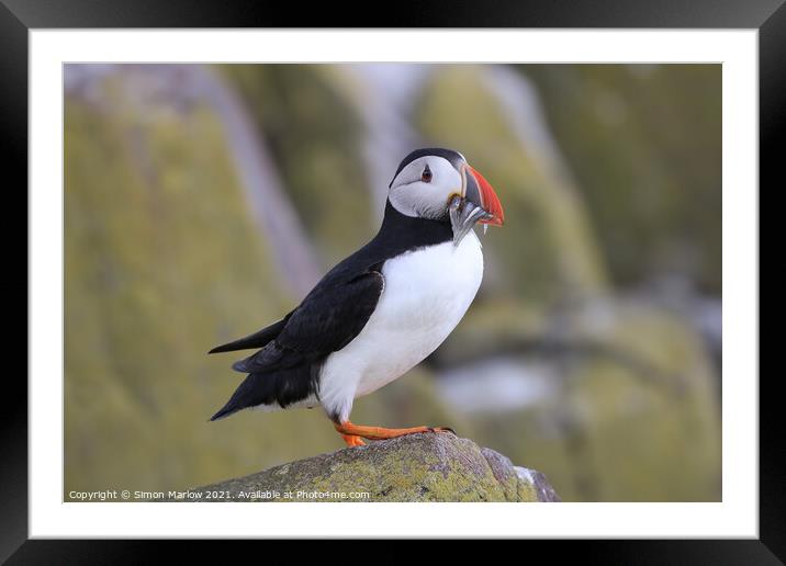 Majestic Atlantic Puffin Framed Mounted Print by Simon Marlow