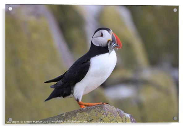 Majestic Atlantic Puffin Acrylic by Simon Marlow