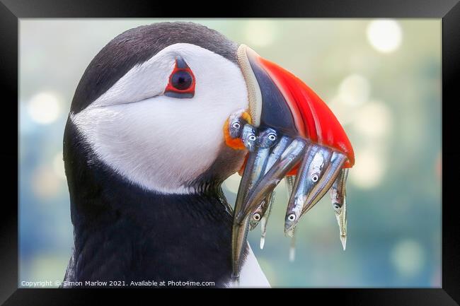 Atlantic Puffin side portrait Framed Print by Simon Marlow