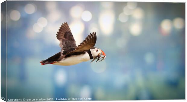 Atlantic puffin in flight Canvas Print by Simon Marlow