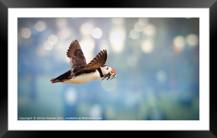 Atlantic puffin in flight Framed Mounted Print by Simon Marlow