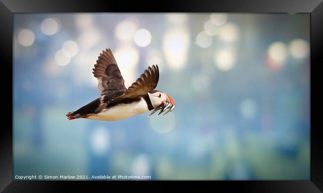 Atlantic puffin in flight Framed Print by Simon Marlow