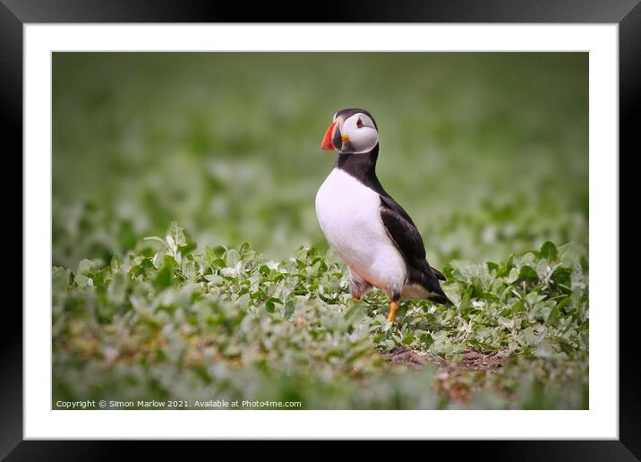 The Majestic Puffin Framed Mounted Print by Simon Marlow