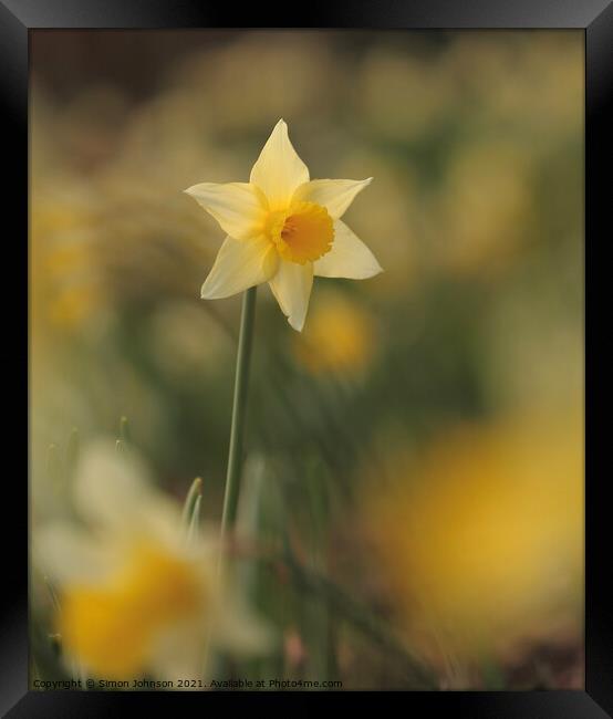 Daffodil flower Framed Print by Simon Johnson