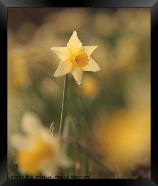 Daffodil flower Framed Print by Simon Johnson