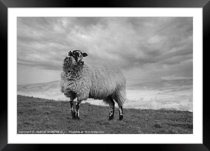 Lone Blackface sheep standing on hillside mono Framed Mounted Print by Heather Sheldrick
