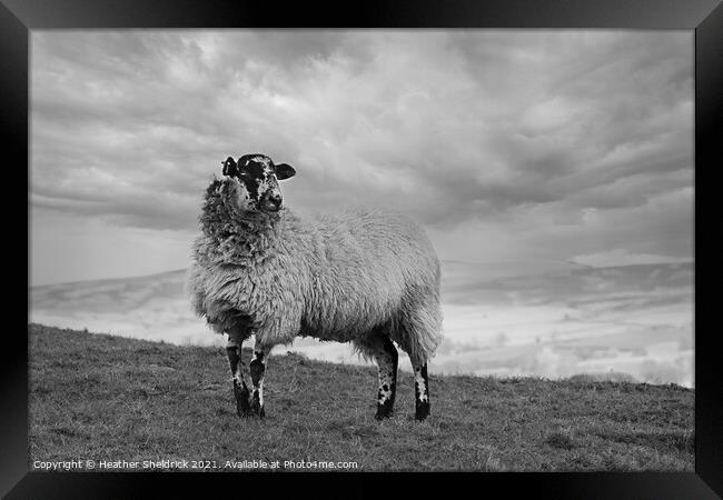 Lone Blackface sheep standing on hillside mono Framed Print by Heather Sheldrick