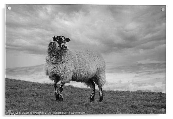 Lone Blackface sheep standing on hillside mono Acrylic by Heather Sheldrick