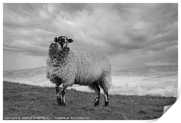 Lone Blackface sheep standing on hillside mono Print by Heather Sheldrick