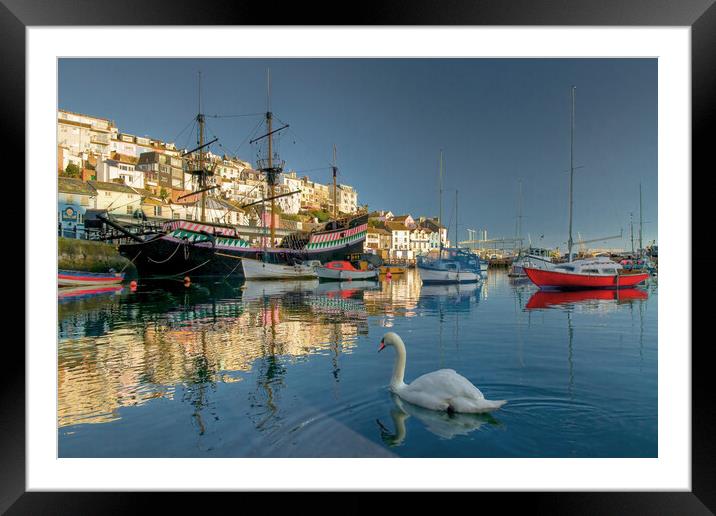 Brixham swan Framed Mounted Print by kevin wise